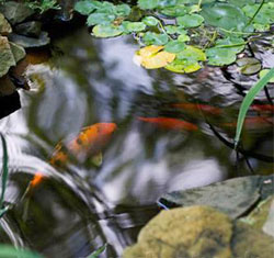 Koi pond supplies