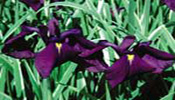 Hardy Bog Plants