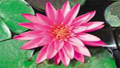 Hardy Water Lilies