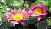 Water Lilies - Day