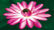 Water Lilies - Night