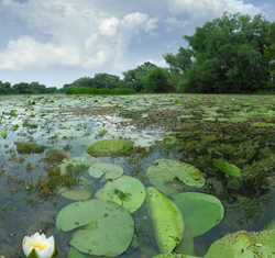 Pond algae control