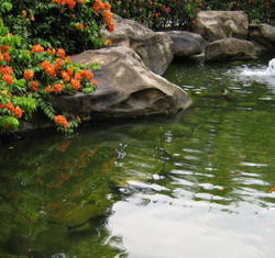 Pressurized pond filters