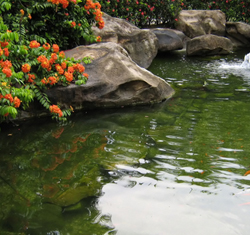 Pond nets