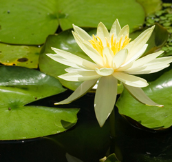 Pond baskets