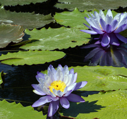 Waterfall pond kit