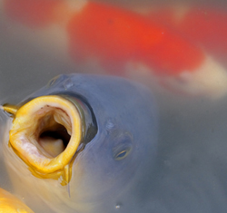 Pond fish food