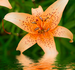 Garden ponds