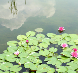 Pond strainers