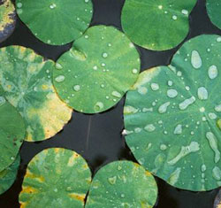 Pond plants