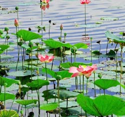 Water gardens