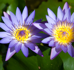 Underwater pond lights