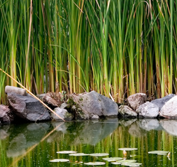 Pond maintenance supplies