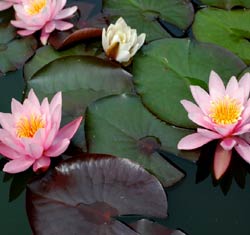 Garden fountains