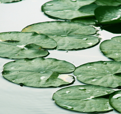 Solar pond lights