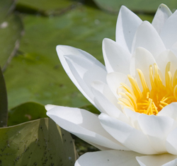 Pond plant food